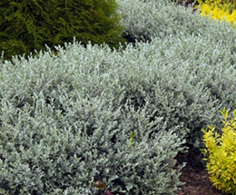   
Salix repens nitida